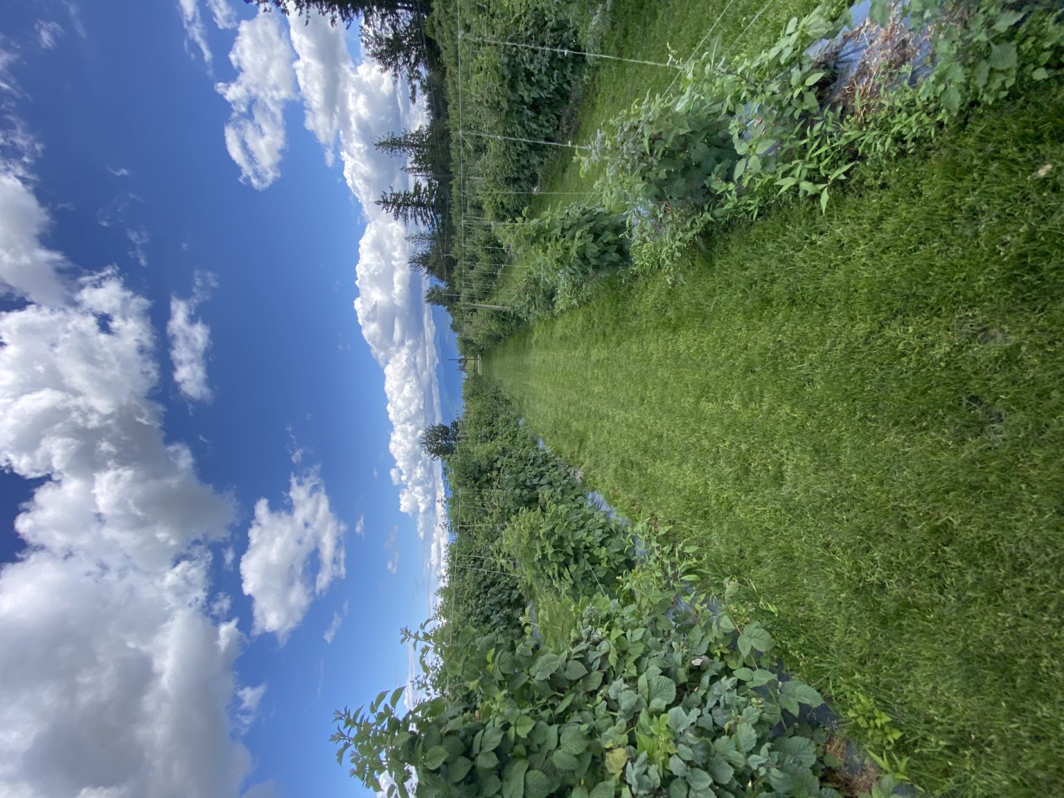 Mann Farms (Berry Picking) Vancouver Date Ideas